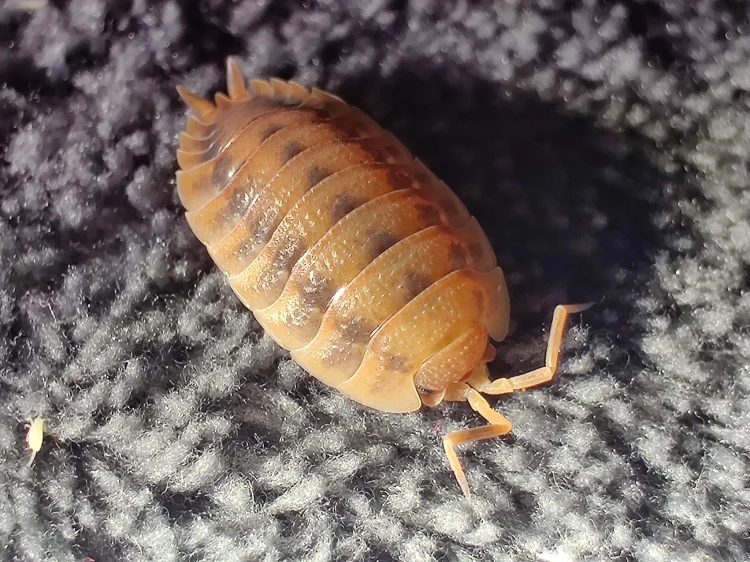 Isopode orange rouille Porcellio scaber rusty sur fond sombre