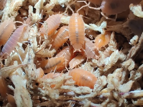 Groupe d'isopodes orange Porcellionides pruinosus powder orange sur mousse de sphaigne
