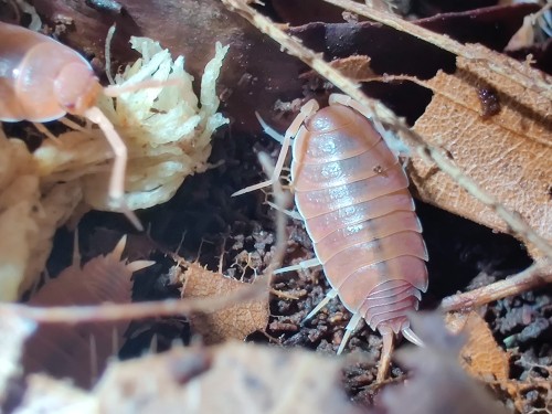 Gros plan d'un isopode orange Porcellionides pruinosus powder orange parmi les feuilles et la mousse