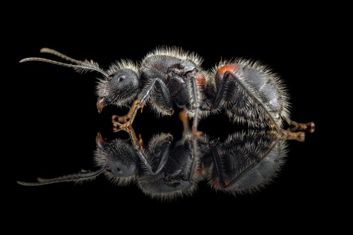 Reine de Camponotus mutilarius au pilosité dense et tache orange sur l'abdomen sur verre noir