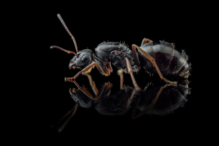 Leśna błyszcząca mrówka.