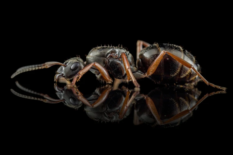 Mrówka formica lemani.