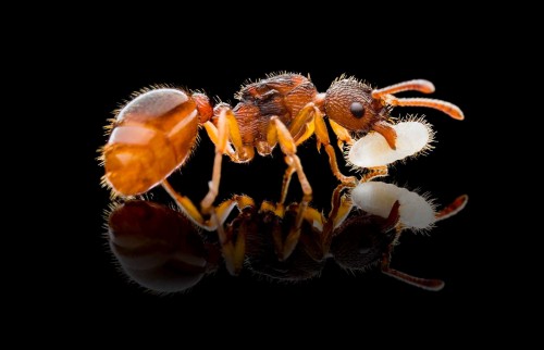 Mrówka Myrmica cf. rubra przenosząca larwę na czarnym tle