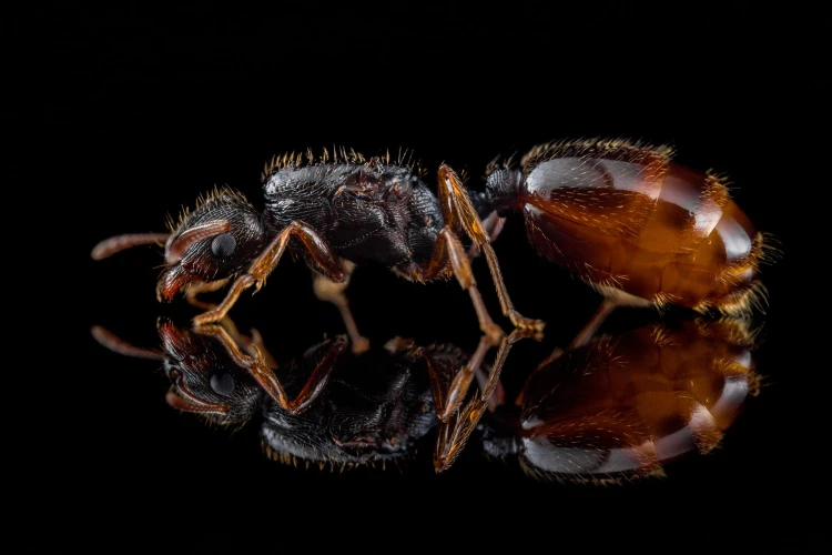 Mówka tetramorium semilaeve.