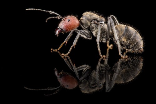 Reine de Camponotus singularis à tête rouge foncé de profil sur verre noir