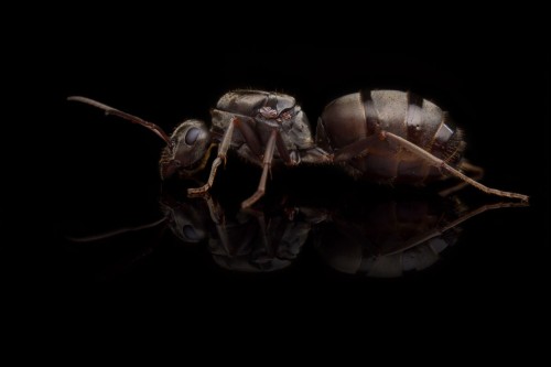 Reine de Formica cinerea au reflet argenté et cendré de profil sur verre noir
