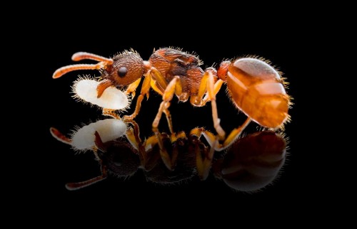Ouvrière Myrmica cf. rubra rouge-brun transportant une larve, se reflétant sur un fond noir.