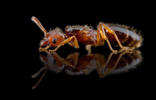 Reine de Pheidole pallidula de profil sur verre noir avec reflet