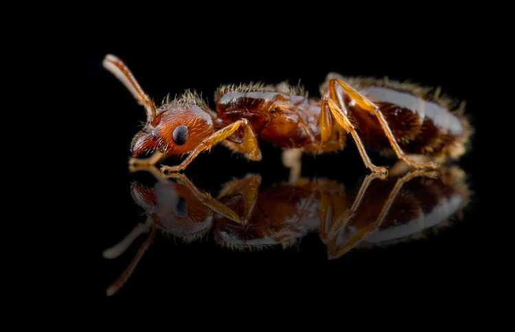Reine de Pheidole pallidula de profil sur verre noir avec reflet