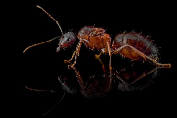Mrówka Camponotus sylvaticus.