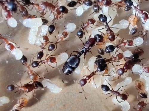 Colony of Monomorium subopacum with queen, workers, and brood (larvae and pupae) in nest chamber