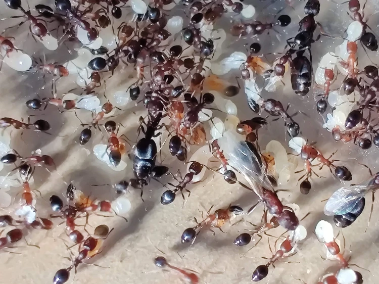 Workers and brood of Monomorium subopacum ant tending to larvae in the nest