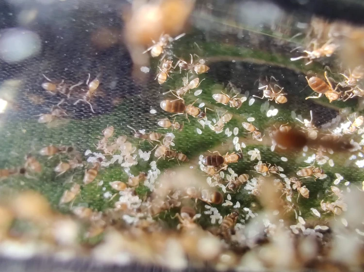 Mrówka tapinoma melanocephalum