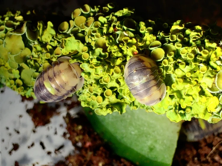 Deux isopodes Cubaris amber firefly avec tache jaune sur branche couverte de lichen.