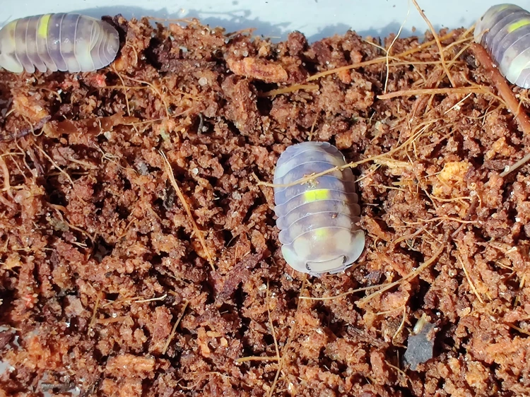 Isopodes Cubaris amber firefly aux accents jaunes sur l'armure dans un substrat de coco.