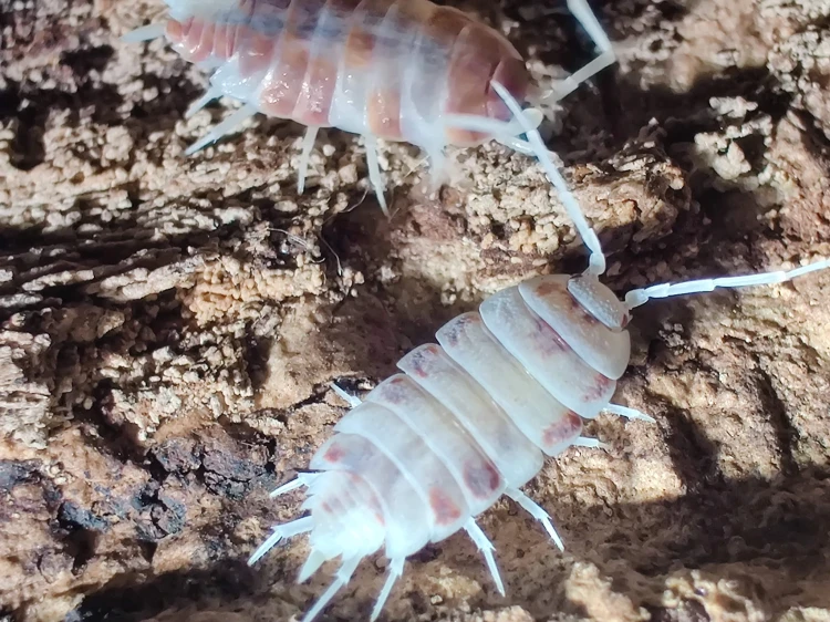 Gros plan supérieur d'un isopode rose et blanc mate Porcellionides pruinosus red koi.