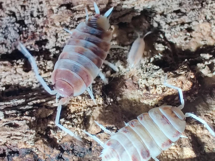 Groupe d'isopodes Porcellionides pruinosus red koi s'alimentant sur de l'écorce de liège.