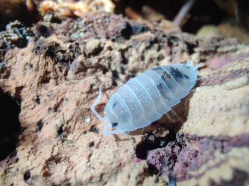 Isopode Porcellio scaber oreo de couleur claire sur écorce de liège