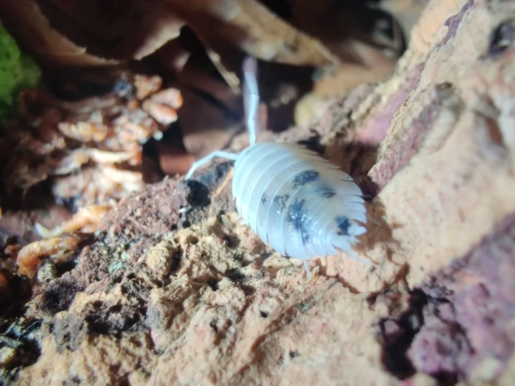 Groupe d'isopodes tachetés noir et blanc Porcellio scaber oreo sur de l'écorce de liège.