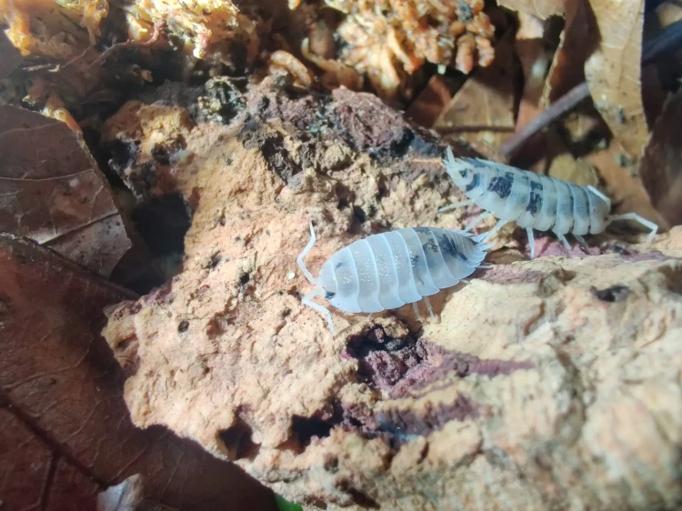 Isopode noir et blanc Porcellio scaber oreo marchant sur un morceau d'écorce claire.