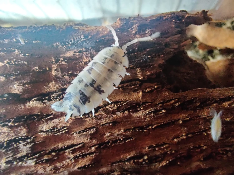 Gros plan d'un isopode tacheté Porcellio scaber oreo sur une écorce texturée.