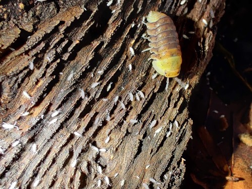 Un isopode sur bois entouré de très nombreux petits collemboles blancs.