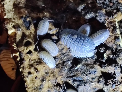 Groupe d'isopodes gris rugueux Armadillidium peraccae 'krk' sur écorce de liège poreuse