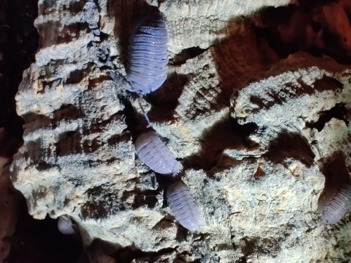 Isopodes Armadillidium peraccae 'krk' dans une crevasse d'écorce