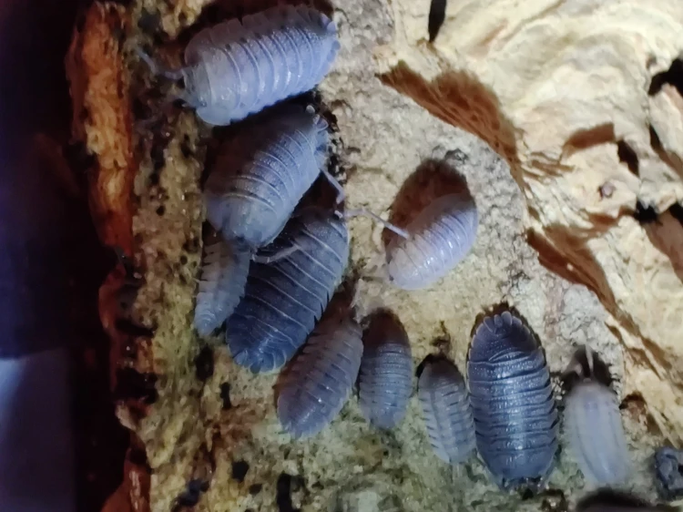Gros plan sur la carapace de Armadillidium peraccae 'krk' sur substrat de terrarium