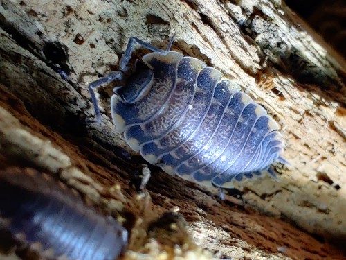 Isopode gris-violet Trachelipus caucasius aux bordures d'armure claires sur bois.