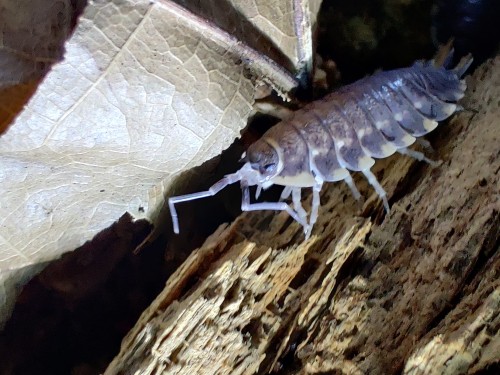Gros plan sur la tête et les antennes d'un isopode Trachelipus caucasius près d'une feuille sèche de chêne.