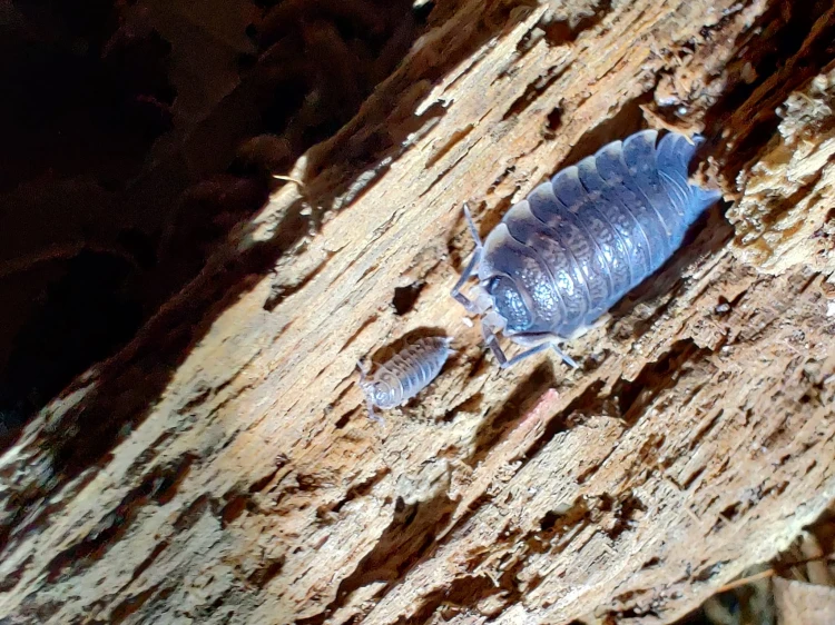 Isopode adulte Trachelipus caucasius et un jeune côte à côte sur fente de bois longitudinale.