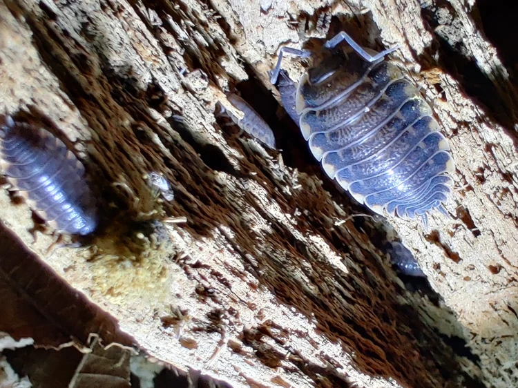 Deux isopodes Trachelipus caucasius sur un morceau de bois mort.