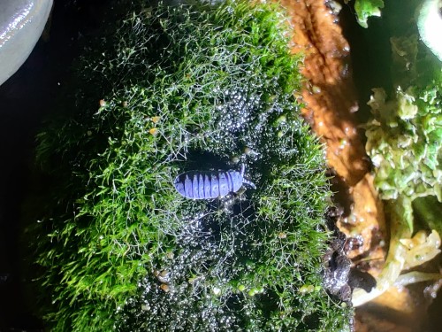 Granatowo-niebieski skoczogonek Tetrodontophora bielanensis na zielonym mchu.