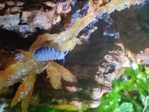 Skoczogonek Tetrodontophora bielanensis na mchu sphagnum przy korze.