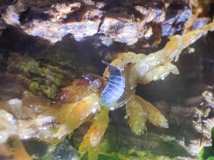 Collembole bleu marine Tetrodontophora bielanensis posé sur de la mousse.