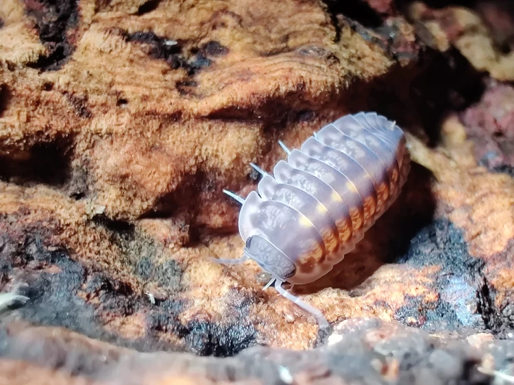 Gros plan sur un isopode Cubaris platinum tung song montrant ses flancs clairs sur écorce de liège.