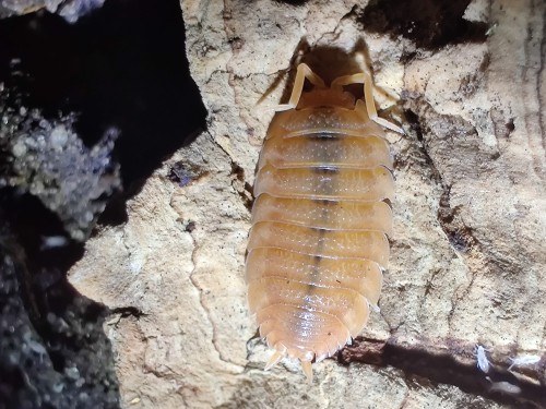 Pomarańczowy równonóg Porcellio scaber 'orange' na jasnej korze korkowej