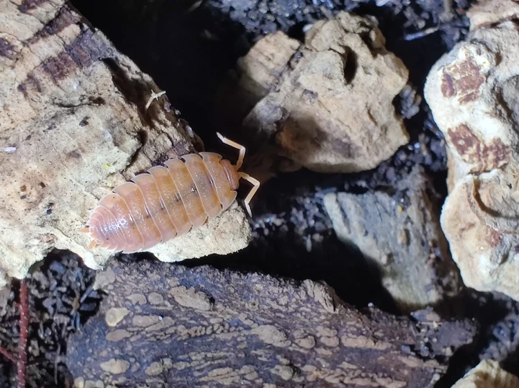 Nombreux élevage d'isopodes orange Porcellio scaber 'orange' sur un morceau d'écorce