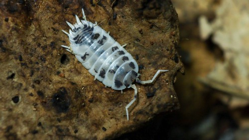 Isopode Porcellio laevis dairy cow de couleur blanche avec des taches noires sur écorce de chêne