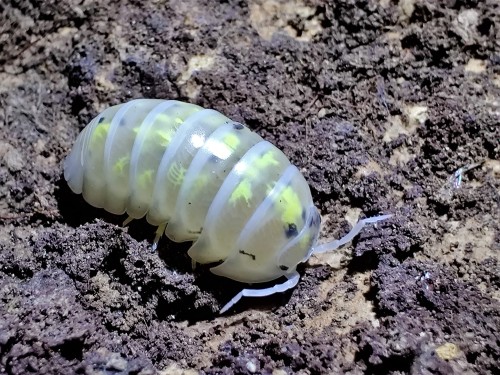 Isopode clair Armadillidium depressum 'magic potion' avec taches jaunes et noires sur sol sombre