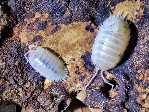 Deux isopodes blancs Porcellio laevis white sur écorce de chêne sombre