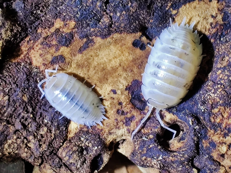 Deux isopodes blancs Porcellio laevis white sur écorce de chêne sombre