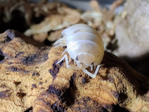 Isopodes blancs Porcellio laevis white s'alimentant dans un substrat sombre.