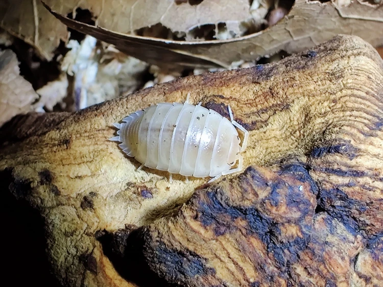 Isopode blanc Porcellio laevis white arpentant une écorce claire et rugueuse.