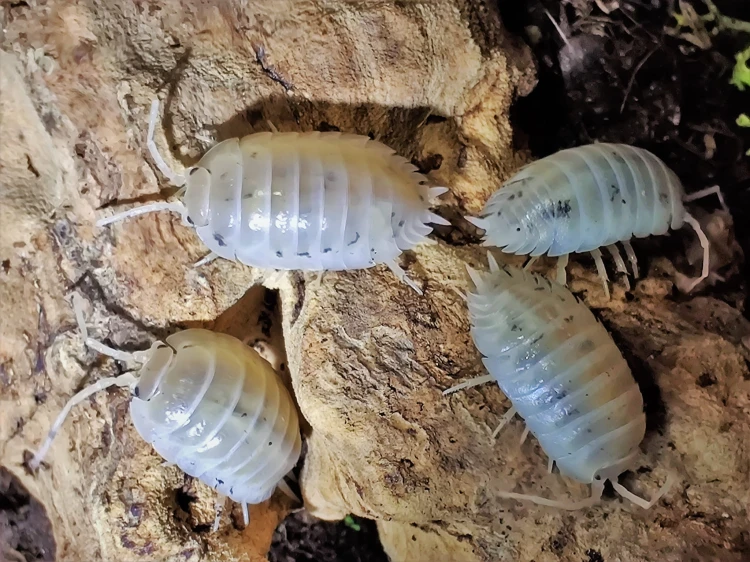 Gros plan supérieur d'un isopode blanc Porcellio laevis white sur de l'écorce de liège.