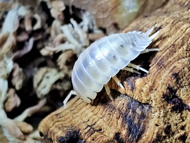 Groupe d'isopodes blancs Porcellio laevis white sur un morceau d'écorce de liège.