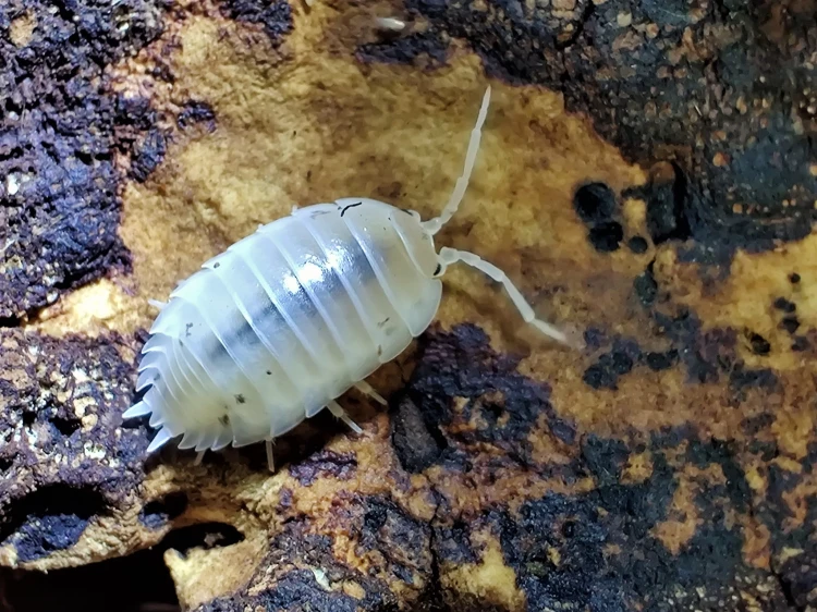 Vue de profil d'un isopode blanc Porcellio laevis white se déplaçant sur l'écorce.