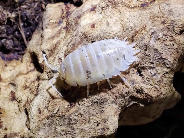 Isopode blanc Porcellio laevis white dans le substrat au bord d'une écorce.