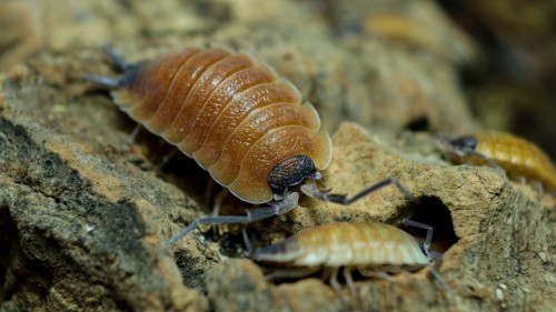 Porcellio silvestri.jpg